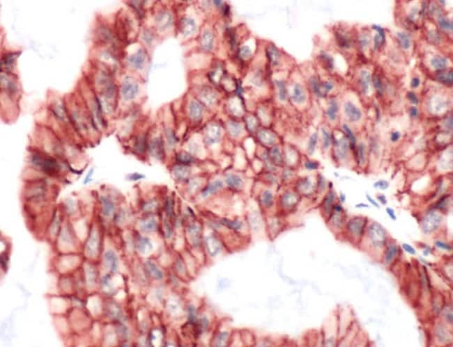 500uL Polyclonal antibody, claudin-4, ho