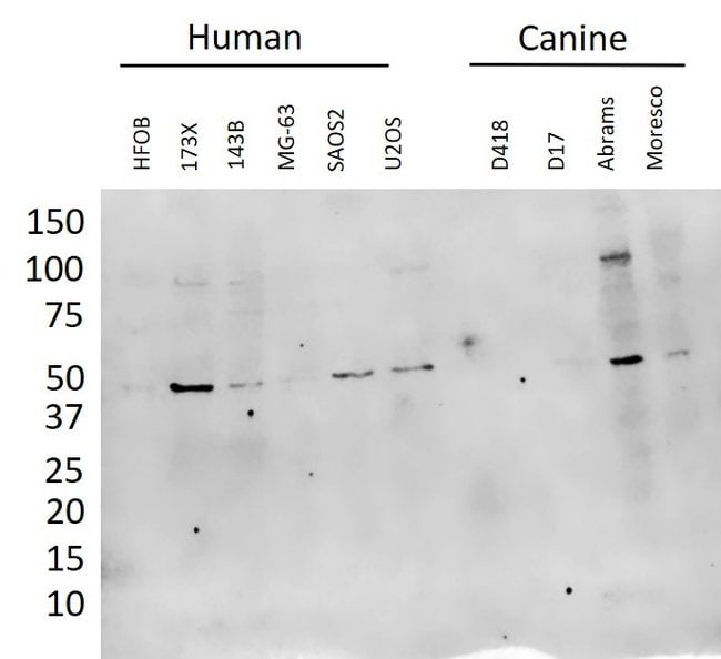 ANTI-DCR-1, 0,1 MG