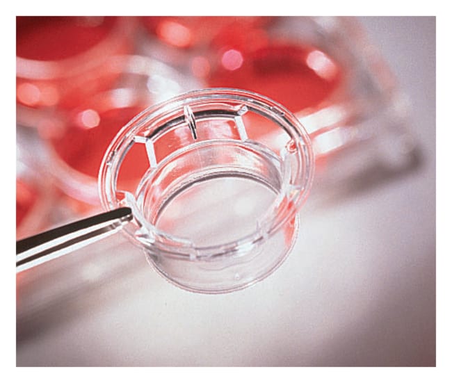 Corning Costar Transwell durchsichtige P