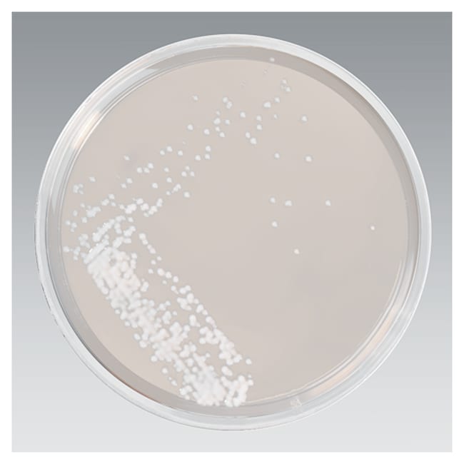 Thermo Scientific Sabouraud-Dextrose-Aga