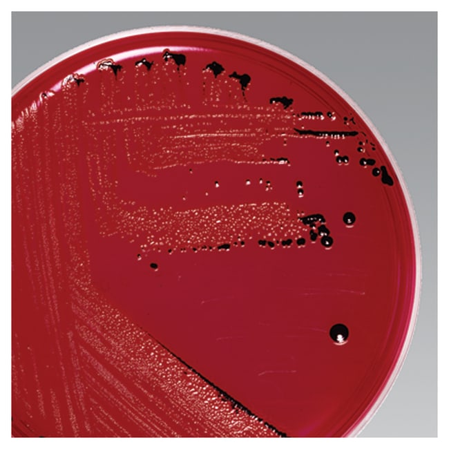 Thermo Scientific Remel XLD Agar, Quanti