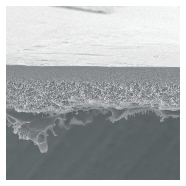 MilliporeSigma B100K 150MM HIGH FLUX 5 P