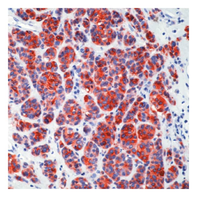 MART-1 / Melan-A 12mL