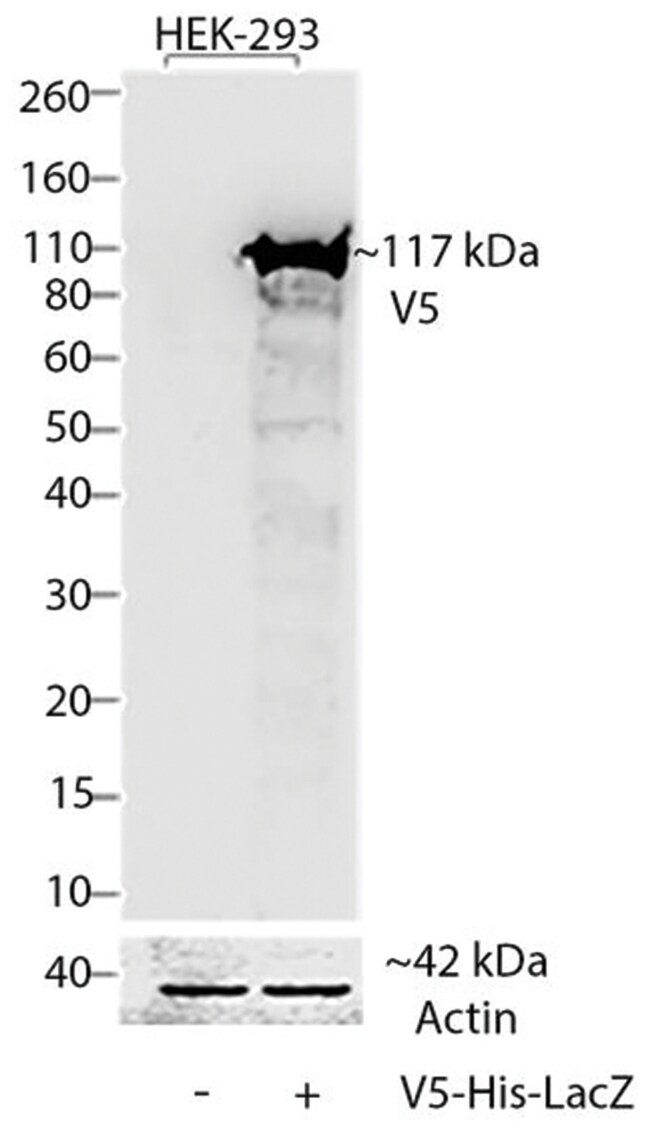 Anti-V5-AP Antibody, 125 µl The Anti-V5