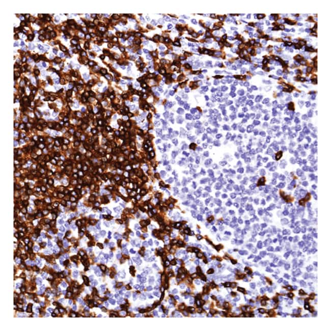 CD3epsilon 1mL