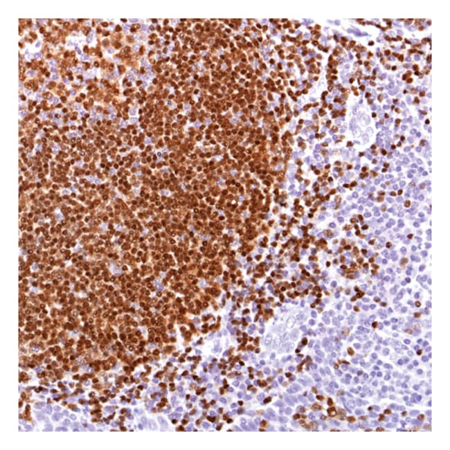 Pax-5 1mL