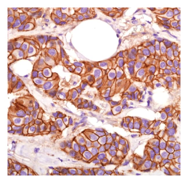 E-Cadherin 1mL