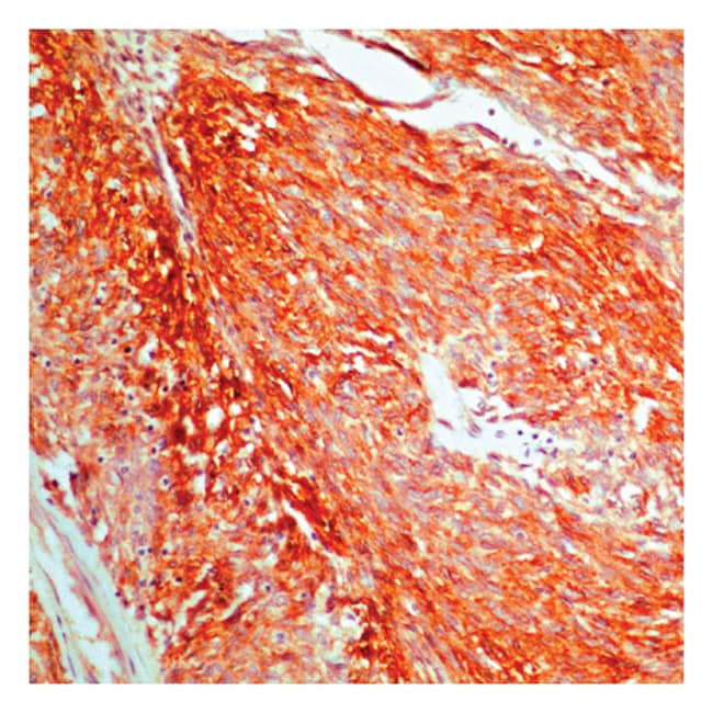 CD117 / c-Kit / SCF-Receptor 1mL