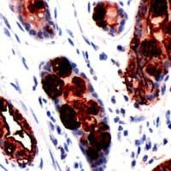 1 ML Lewis A, Mouse Monoclonal Antibody