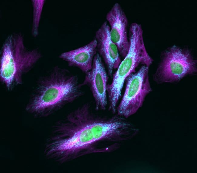 1 MG Goat anti-Mouse IgG (H+L) Highly Cr