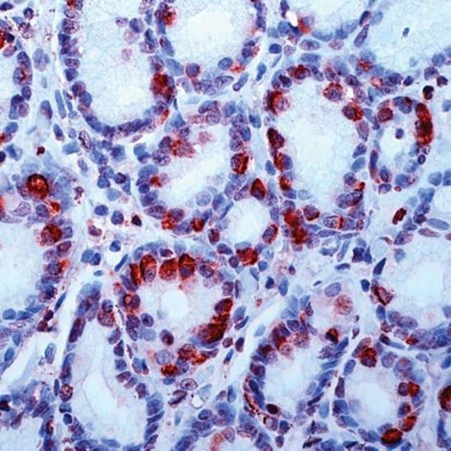 500uL Polyclonal antibody, Gastrin-1, ho