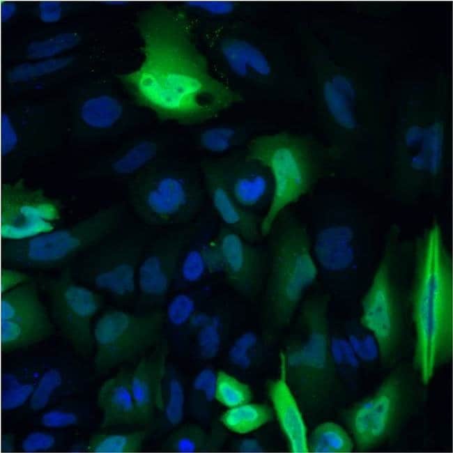 100UG 6X-HIS Epitope Tag AB Alexa Fluor