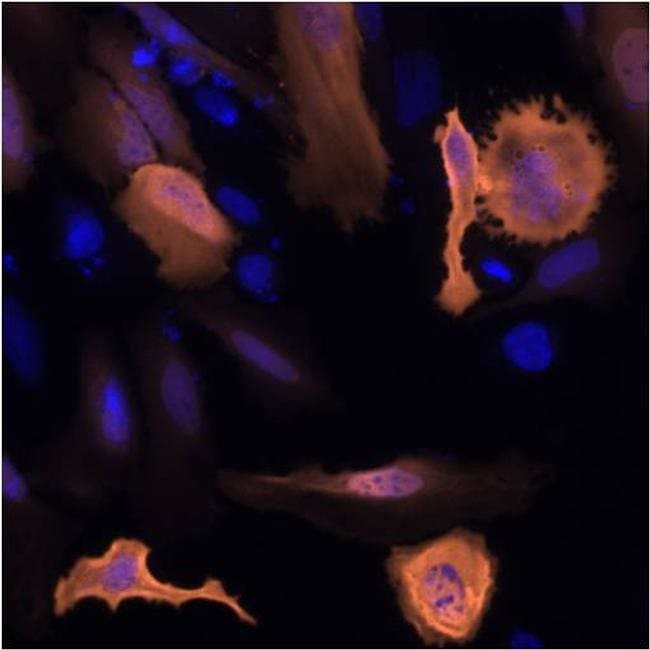 100UG 6X-HIS Epitope Tag AB Alexa Fluor