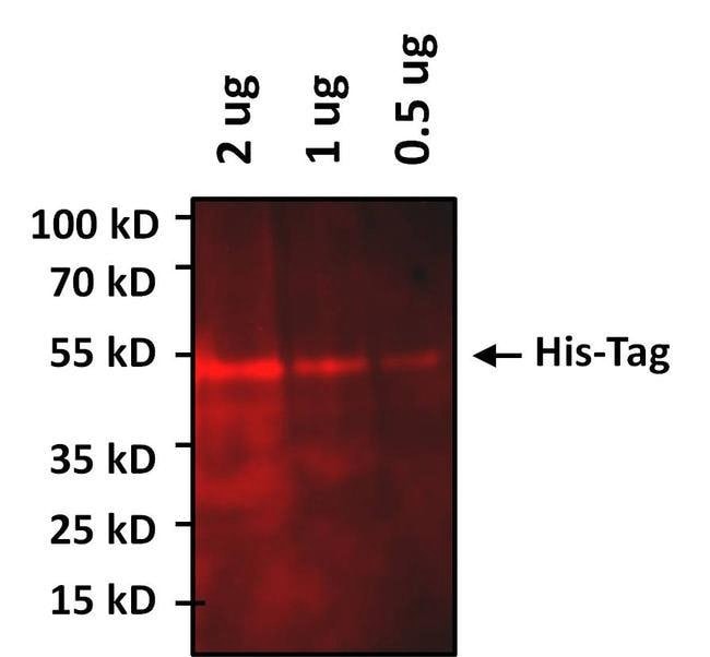 100UG 6X-HIS Epitope Tag AB Alexa Fluor