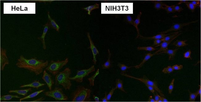 HSPA9 MONOCLONAL ANTIBODY (9F8)