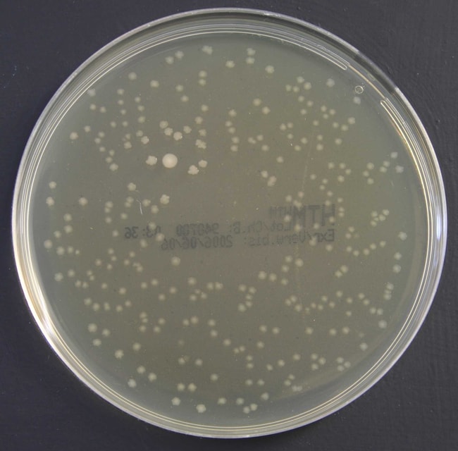 Haemophilus Testmedium (HTM), Format: 90
