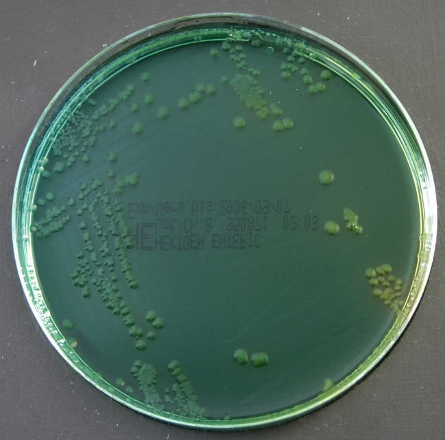 Hektoen Enterischer Agar, Format: 90 mm-