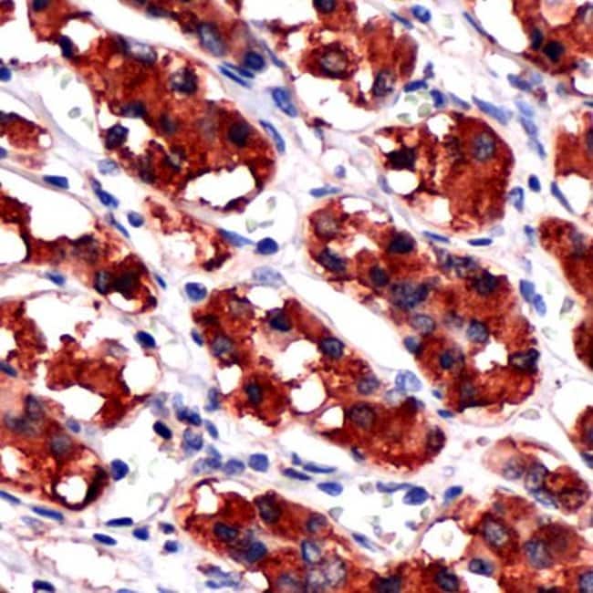 500uL Polyclonal antibody, Human growth
