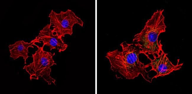 EIF2B3 MONOCLONAL ANTIBODY (1H3)