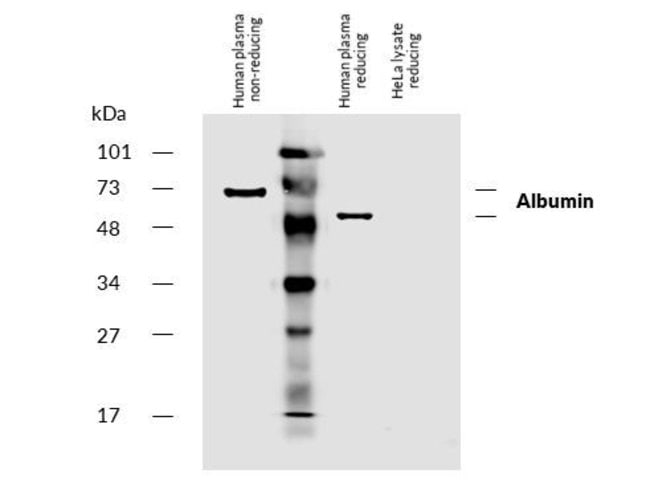 Anti-Albumin Monoclonal Antibody, biotin