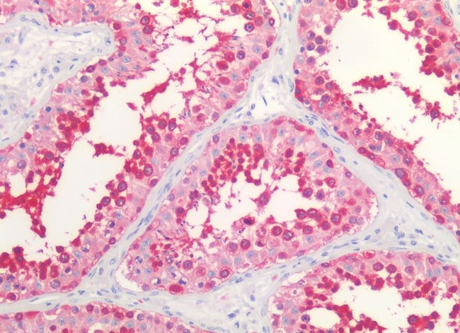Anti-Hsp90 alpha,beta Monoclonal