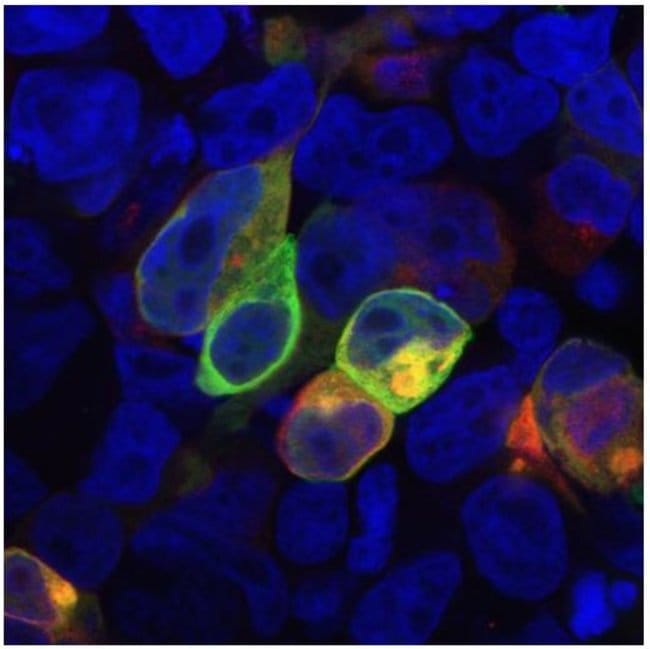 Anti-PRR7 / TRAP3 Monoclonal Antibody
