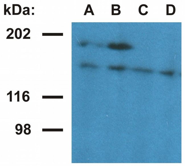 Anti-Ubinuclein 1 Monoclonal Antibody