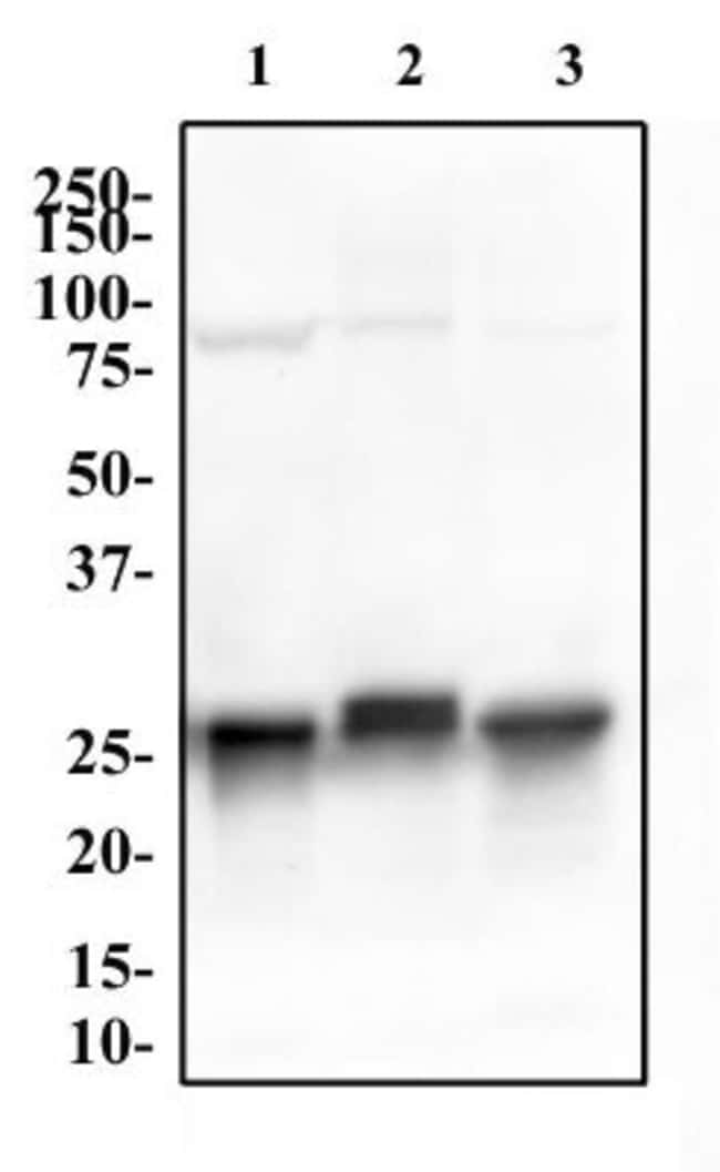 14-3-3 GAMMA