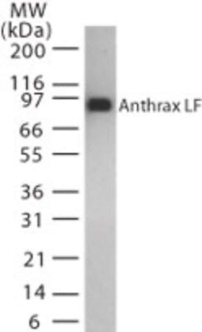 ANTHRAX LETHAL FACTOR