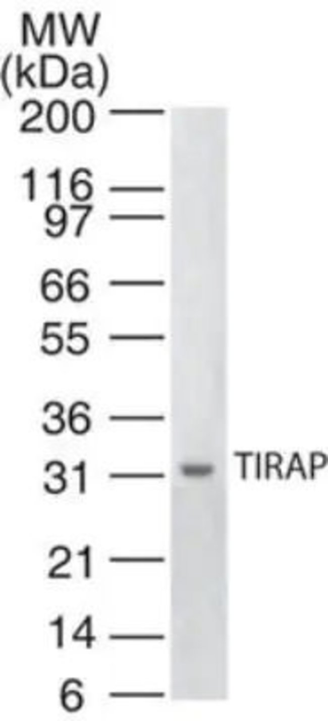 1 ML TIRAP Mouse monoclonal antibody IgM