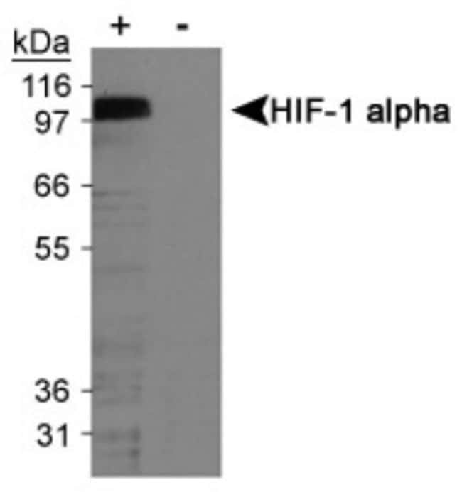 ANTI-HIF-1 ALPHA MAB BIOTIN CONJUG .