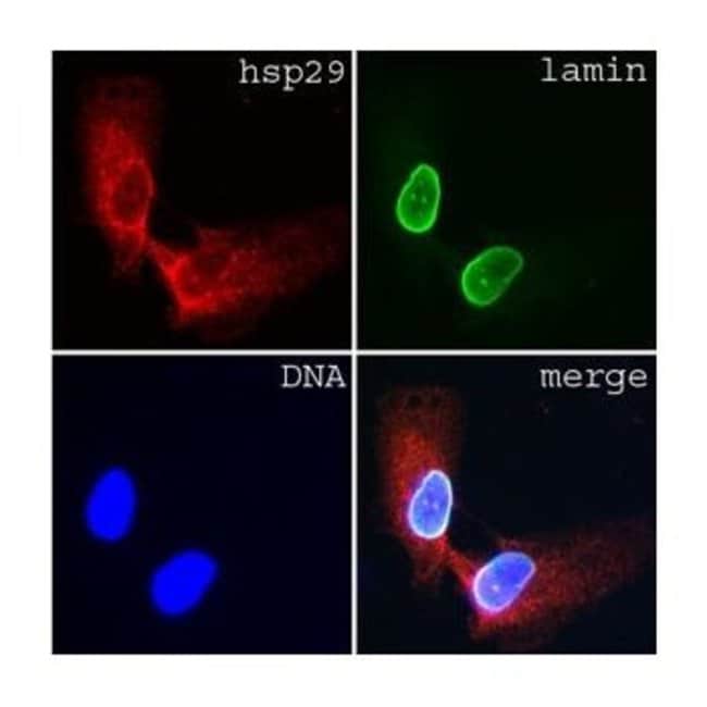1 ML LAMIN C MOUSE MONOCLONAL ANTIBODY I
