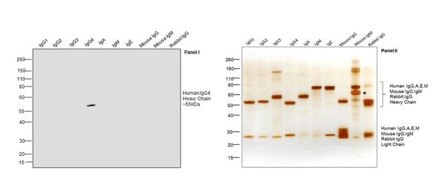 200UG Mouse anti-Human IgG4, Fc Secondar
