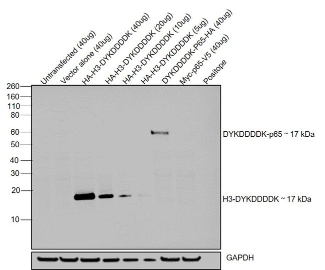 50UL FLAG EPITOPE TAG ANTIBODY, HRP (FG4