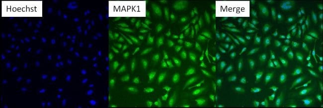 MAPK1 MONOCLONAL ANTIBODY (6F8)