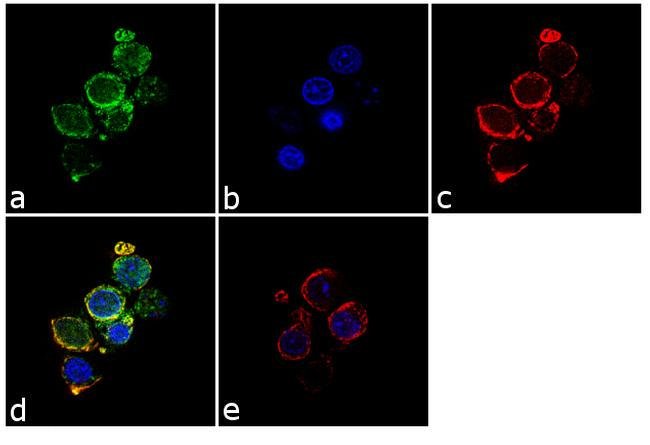 Anti-CD3 Monoclonal Antibody