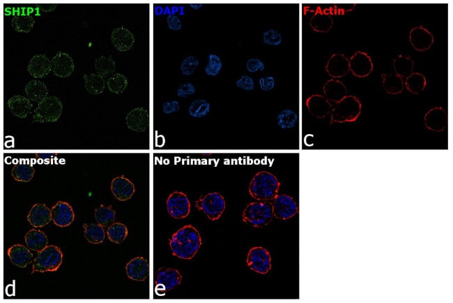 Anti-SHIP-1 Monoclonal Antibody
