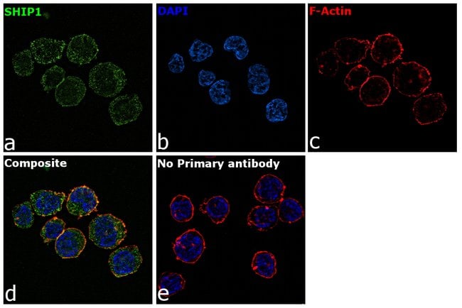 Anti-SHIP-1 Monoclonal Antibody