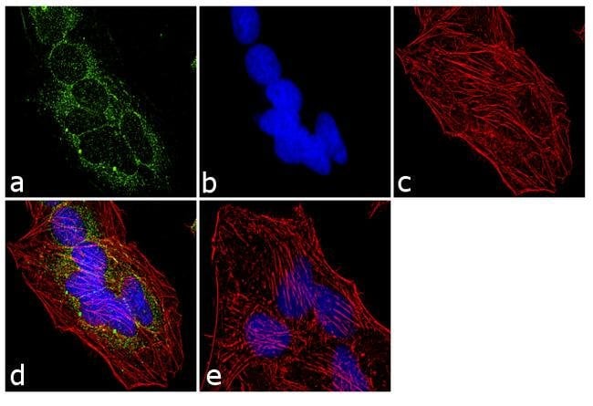 Anti-Ribosomal RNA Monoclonal Antibody 1