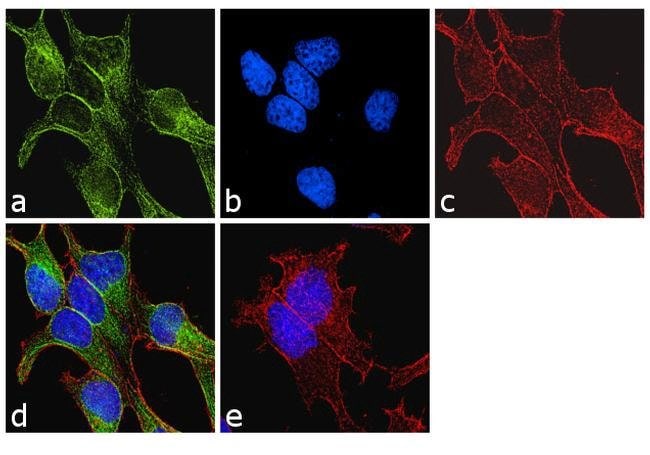 ALPHA/BETA TUBULIN DIMER