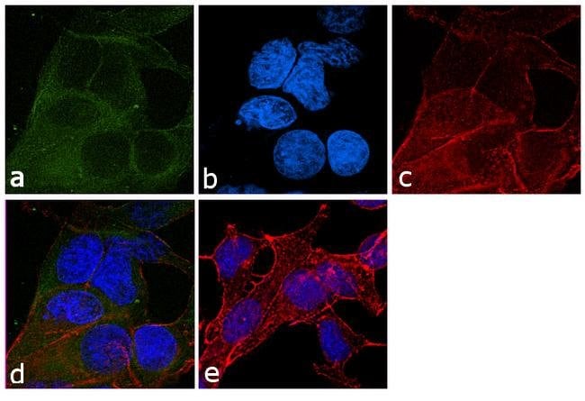 ALPHA TUBULIN