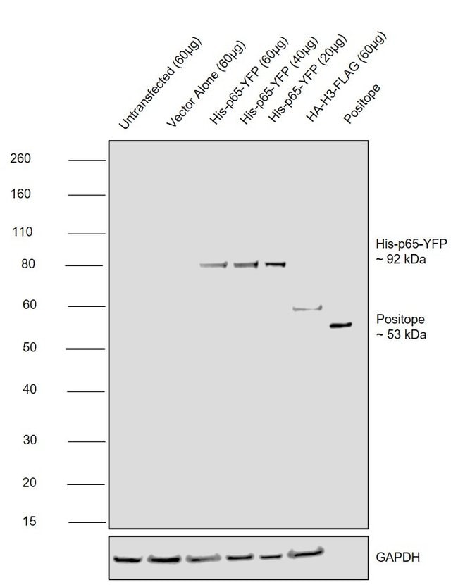 6x-His Epitope Tag Antibody (HIS.H8)
