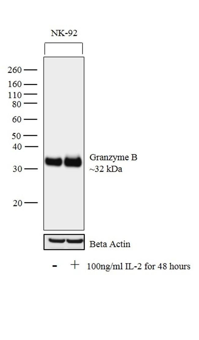 1 ML Granzyme B Mouse monoclonal antibod