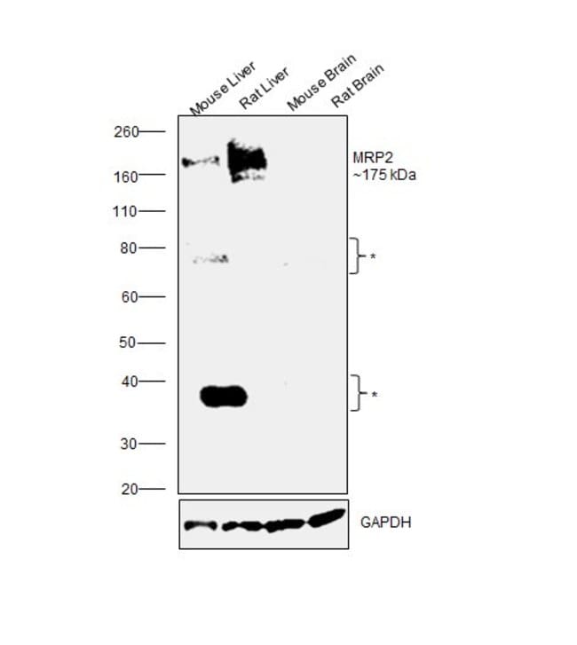 1 ML ABCC2 Mouse monoclonal antibody IgG