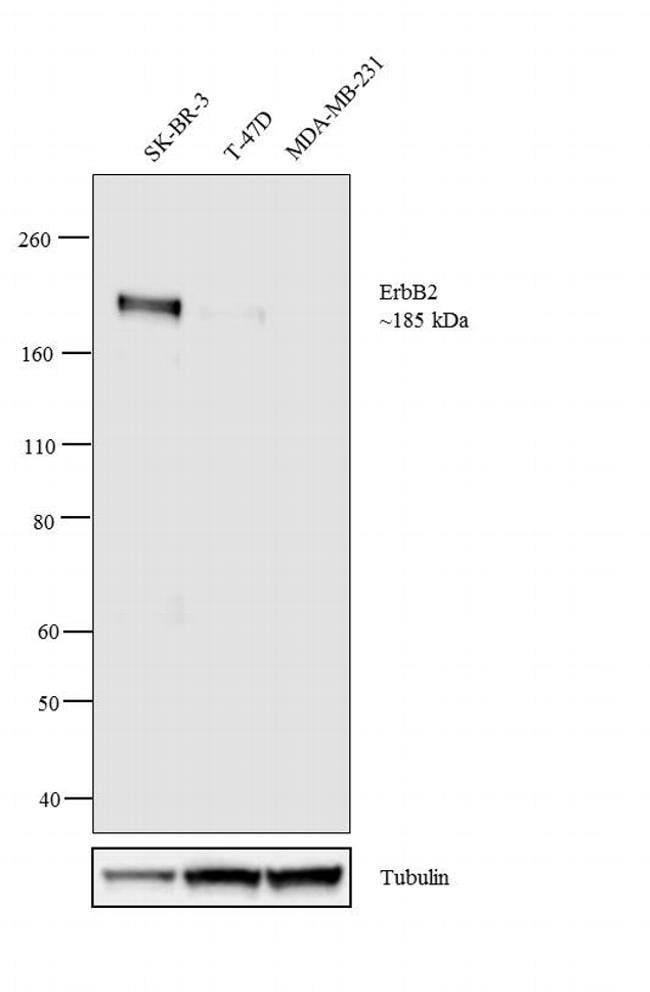 1 ML NEU-ONCOGENE PROTEIN MOUSE MONOCLON