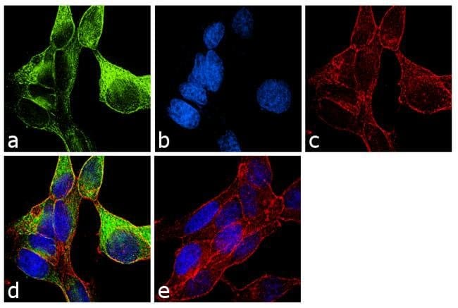 ALPHA TUBULIN