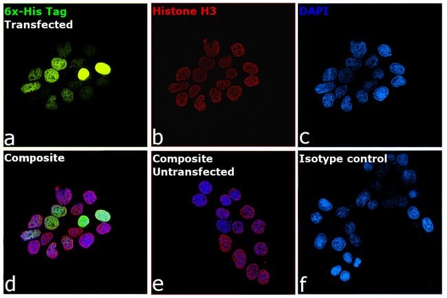 6X-HIS EPITOPE TAG (FITC)