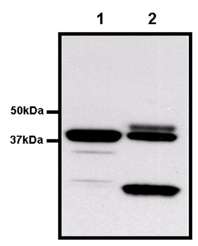 50ul GST Monoclonal Antibody, Biotin Con