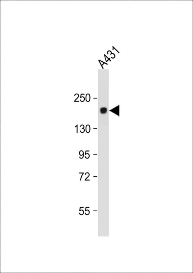 ANTI-PRDM10, 0,1 MG