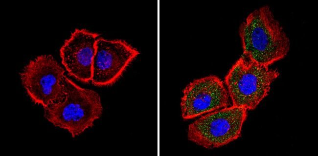 ADP-ribosylation Factor 6 (6ARF01) Mouse